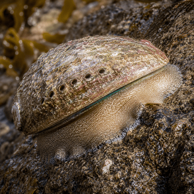 Abalone