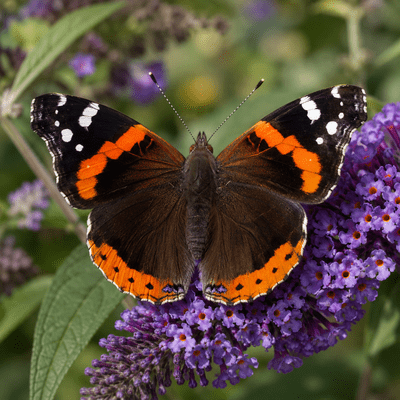 Admiral Butterfly