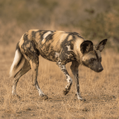 African Wild Dog