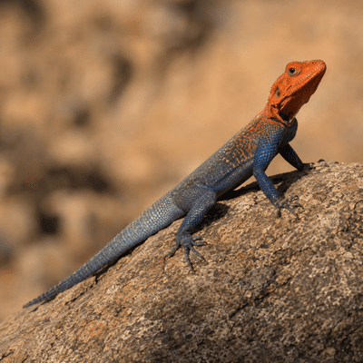 Agama