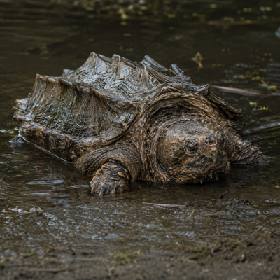 Alligator Snapping Turtle