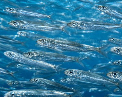 Anchovy