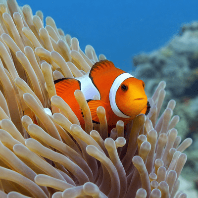 Anemonefish