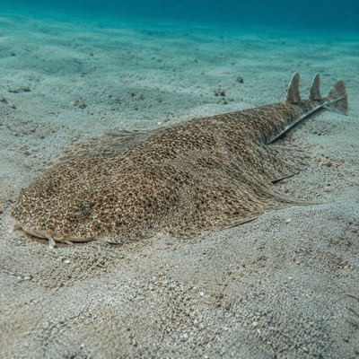 Angel Shark