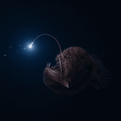 Anglerfish