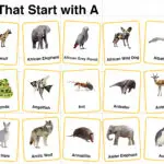 20+ Animals that Start with A in English with Pictures