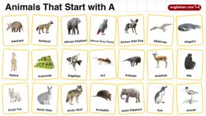 20+ Animals that Start with A in English with Pictures