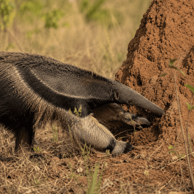 Anteater