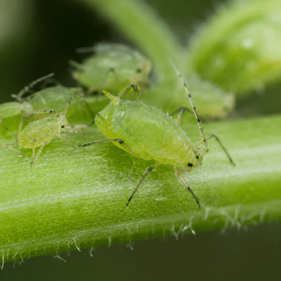 Aphid