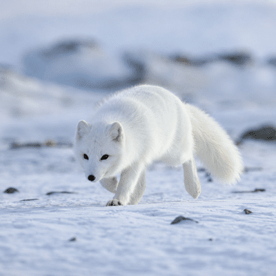 Arctic Fox