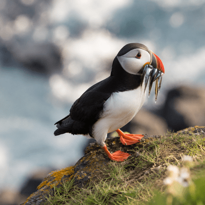 Atlantic Puffin