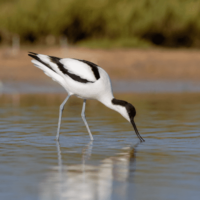 Avocet
