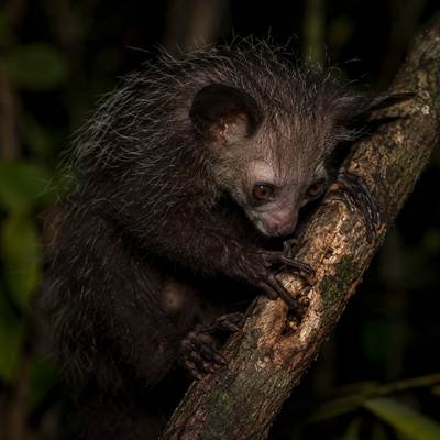 Aye-Aye