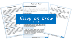 Crow Essay – 10 Lines, 250 Words, and 500 Words
