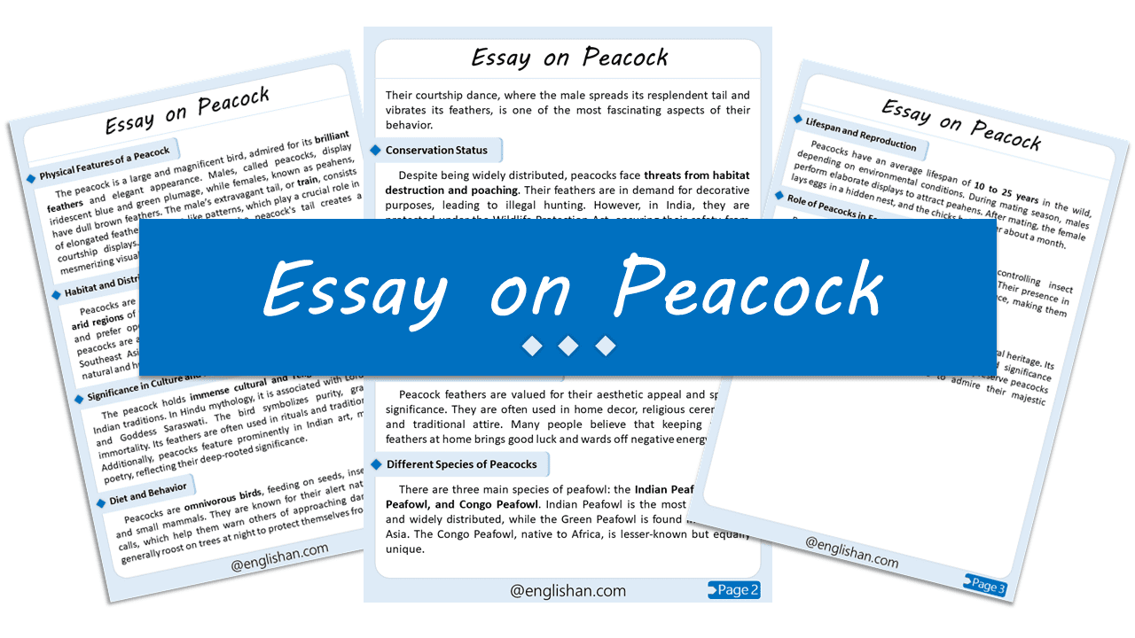 Peacock Essay – 10 Lines, 250 Words, and 500 Words