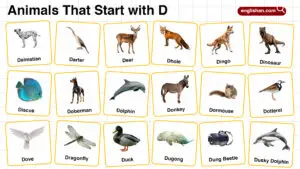 20+ Animals Start with D in English with Pictures