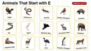 20+ Animals that Start with E in English with Pictures