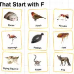 20+ Animals Start with F in English with Pictures