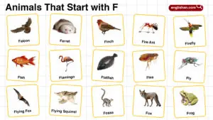 20+ Animals Start with F in English with Pictures