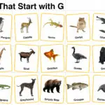 20+ Animals Start with G in English with Pictures