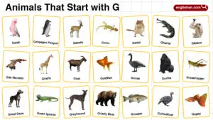 20+ Animals Start with G in English with Pictures