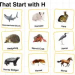 20+ Animals that Start with H in English with Pictures