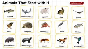 20+ Animals that Start with H in English with Pictures