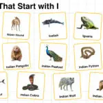20+ Animals that Start with I in English with Pictures