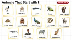 20+ Animals that Start with I in English with Pictures