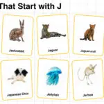 20+ Animals that Start with J in English with Pictures