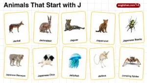 20+ Animals that Start with J in English with Pictures