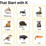 20+ Animals that Start with K in English with Pictures
