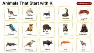 20+ Animals that Start with K in English with Pictures