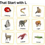 20+ Animals that Start with L in English with Pictures