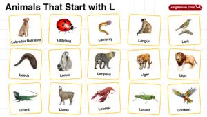 20+ Animals that Start with L in English with Pictures