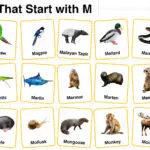 20+ Animals that Start with M in English with Pictures