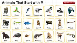 20+ Animals that Start with M in English with Pictures