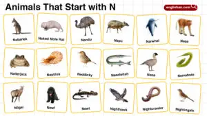 110+ Animals That Start With N: Names, Facts, and Pictures
