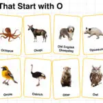 20+ Animals that Start with O in English with Pictures