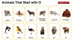 20+ Animals that Start with O in English with Pictures
