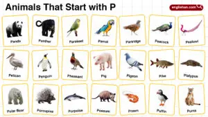 20+ Animals that Start with P in English with Pictures