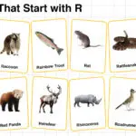 20+ Animals that Start with R in English with Pictures