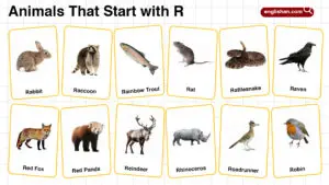20+ Animals that Start with R in English with Pictures