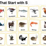 20+ Animals that Start with S in English with Pictures