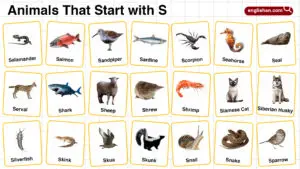20+ Animals that Start with S in English with Pictures