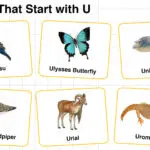 20+ Animals that Start with U in English with Pictures