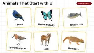 20+ Animals that Start with U in English with Pictures