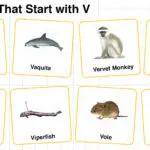 20+ Animals that Start with V in English with Pictures