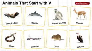 Animals That Start with V: Guide to Names and Classifications