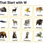 20+ Animals that Start with W in English with Pictures